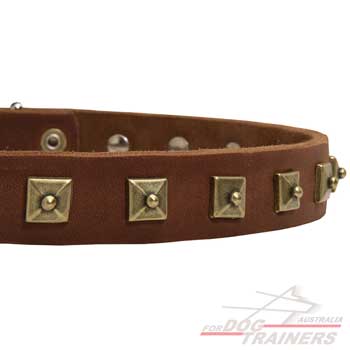 Fashionable leather dog collar