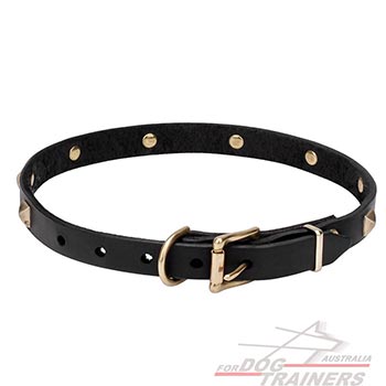 Collar for Dogs with Rust Resistant Hardware