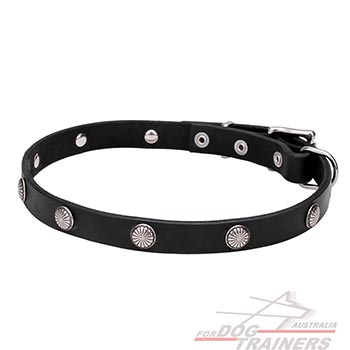 Everyday use leather dog collar