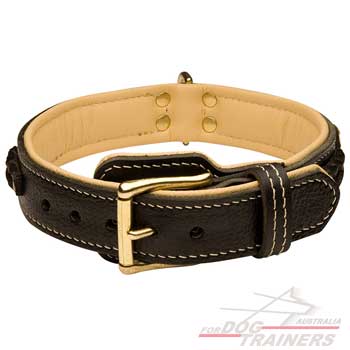 Leather brown dog collar with padding
