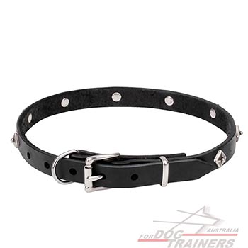 Leather walking dog collar with chrome plated hardware
