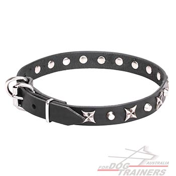 Everyday use leather canine collar with nickel plated fittings