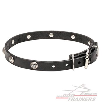Superb collar for dogs with rust resistant hardware