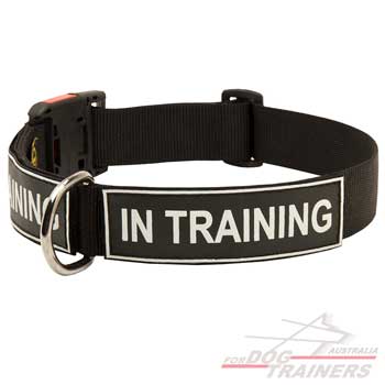 Strong nylon collar for working dogs