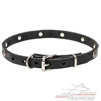 Strong collar for dogs equipped with silvery hardware