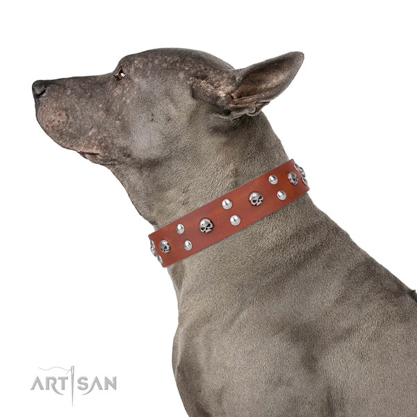 Basic training embellished dog collar of high quality leather