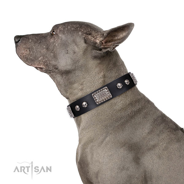 Designer genuine leather collar for your lovely doggie