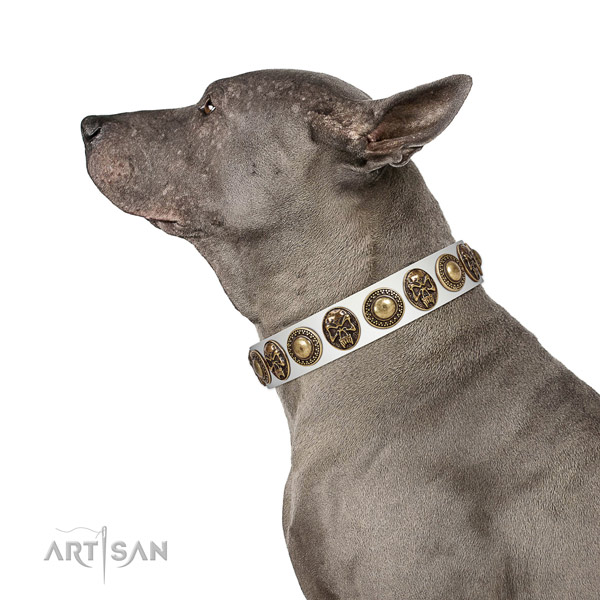 Incredible full grain natural leather collar for your lovely dog