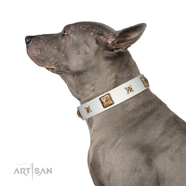 Amazing genuine leather dog collar with studs