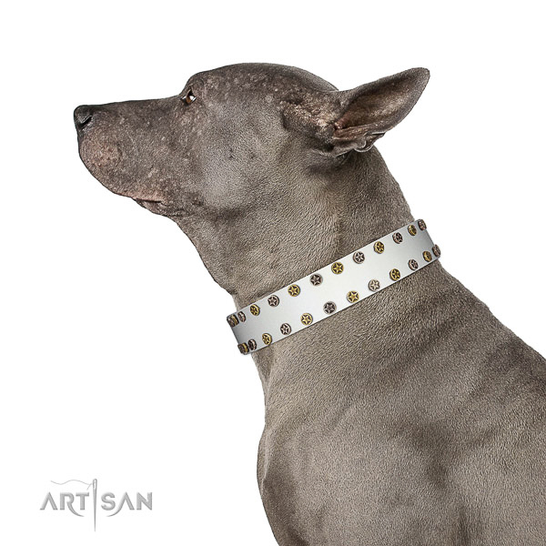 Unusual full grain genuine leather dog collar with corrosion resistant embellishments