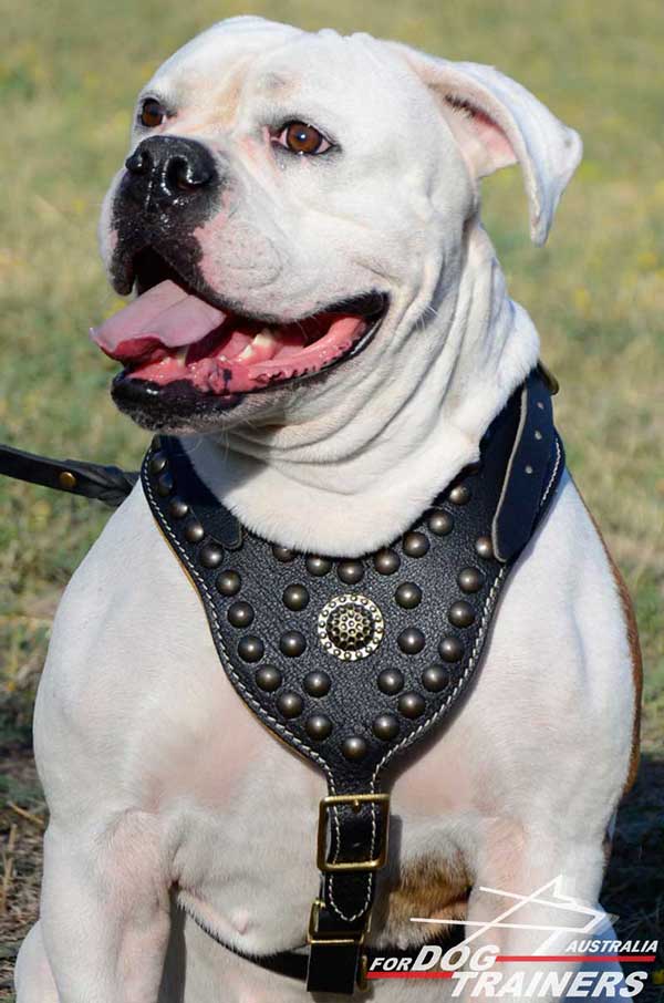 Padded American Bulldog Harness with wide chest plate