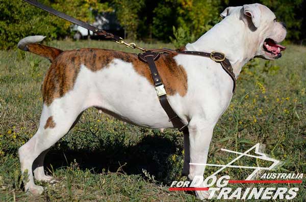 American Bulldog Leather Harness Hand-Made