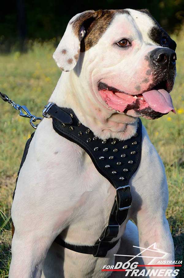 American Bulldog handcrafted harness