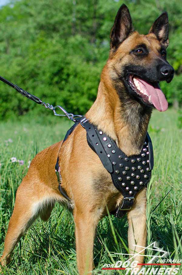 Belgian Malinois Leather Studded Harness Lightweight