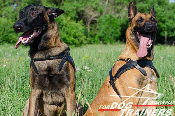 Belgian Malinois Tracking Leather Harness Hand Stitched