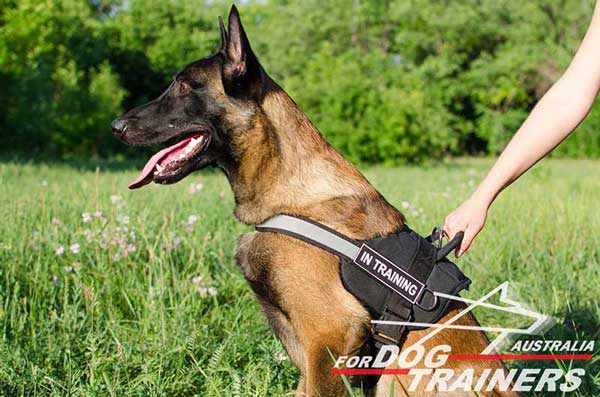 Belgian-Malinois-nylon-harness