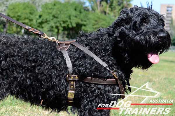 Black Russian Terrier Pulling Leather Harness Felt Padded Back Plate