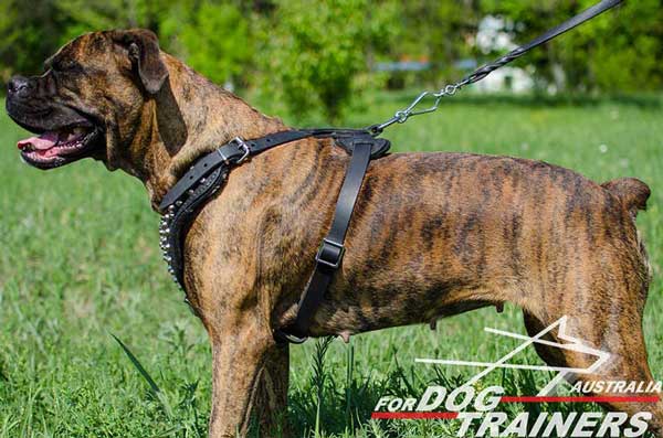 Boxer Leather Studded Harness Solid D-Ring 