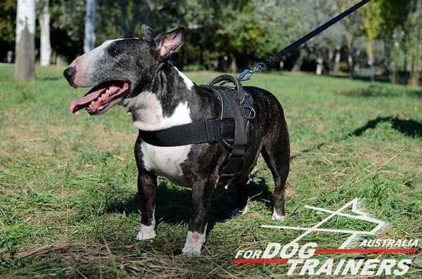 Ideal Nylon Weight Pulling Canine Harness for Bull Terriers
