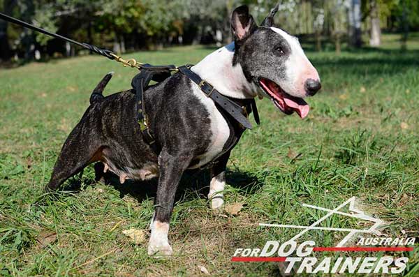 Bull Terrier Leather Tracking Harness Brass Fittings