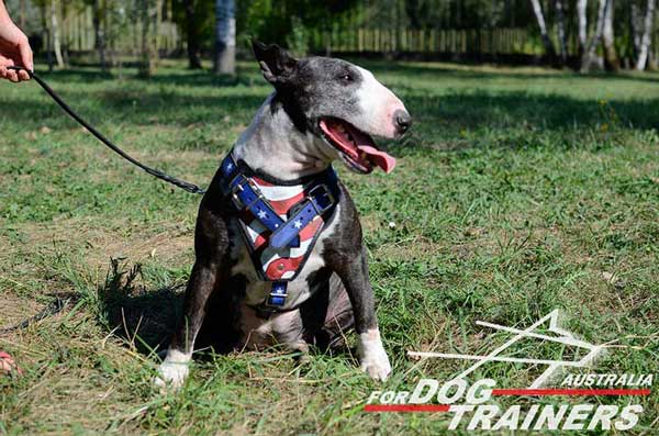 Bull Terrier leather harness handmade