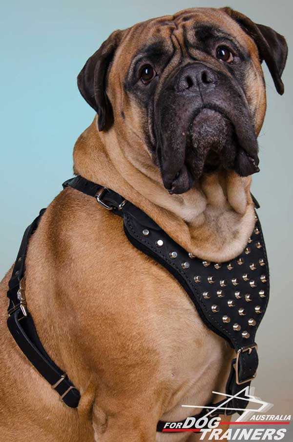 Bullmastiff Leather Studded Harness Metal Studs 