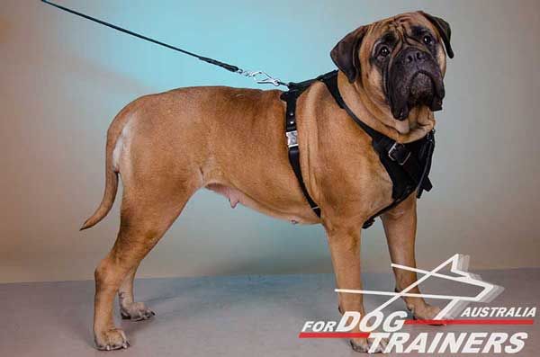Leather Dog Harness for Bullmastiffs' Training with Extended D-Ring for Leash