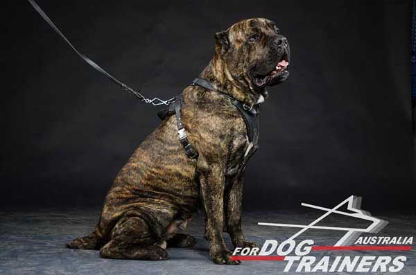 Cane Corso Dog Leather Harness for Agitation Training