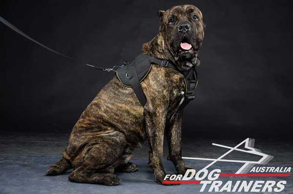 Dependable Cane Corso harness