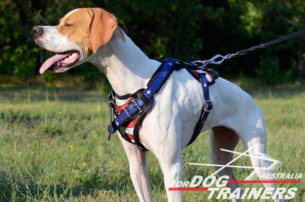 English Pointer fashion harness for walking