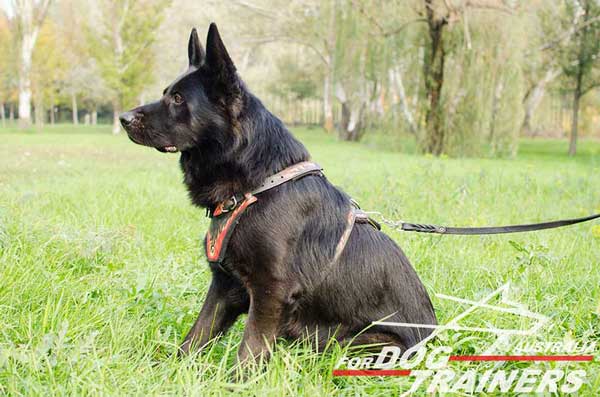 German Shepherd Leather Harness for Walking