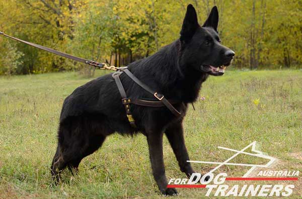 German Shepherd Pulling Leather Harness Brass Fittings