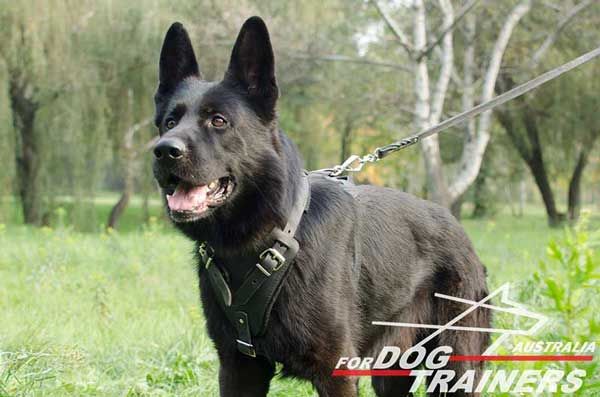 Classic Leather German Shepherd Harness