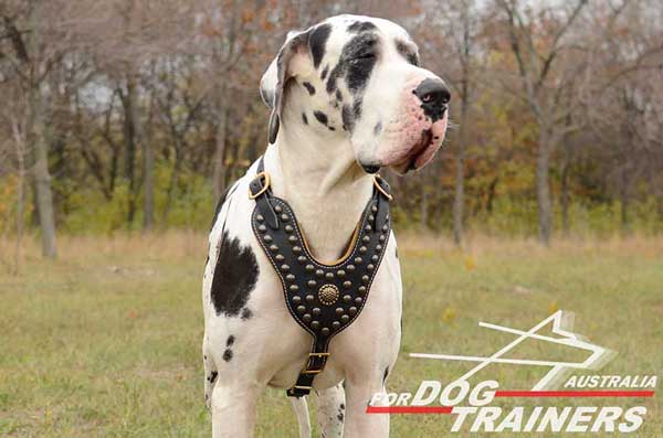 Adjustable Great Dane Harness for walking