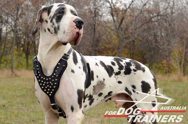 Great Dane Leather Studded Harness Rustproof Decoration