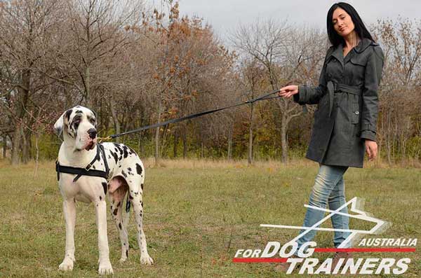 Great Dane Tracking Leather Harness Felt Padded Chest Strap