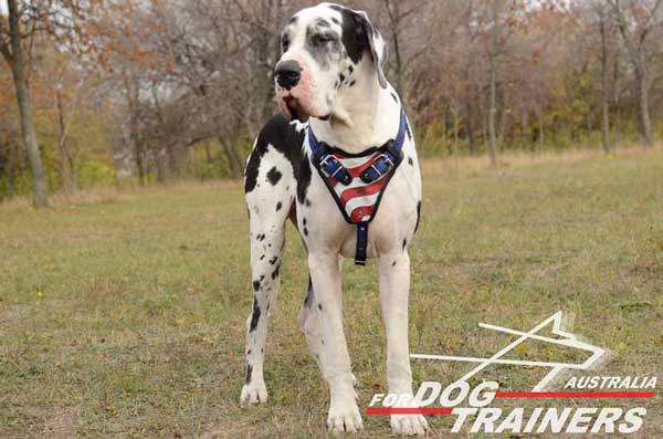 Great Dane designer harness handpainted