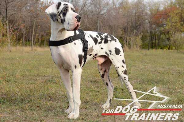 Lightweight Pulling Nylon Dog Harness for Great Danes