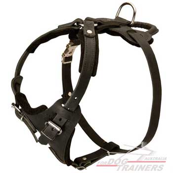 Leather canine harness for attack work