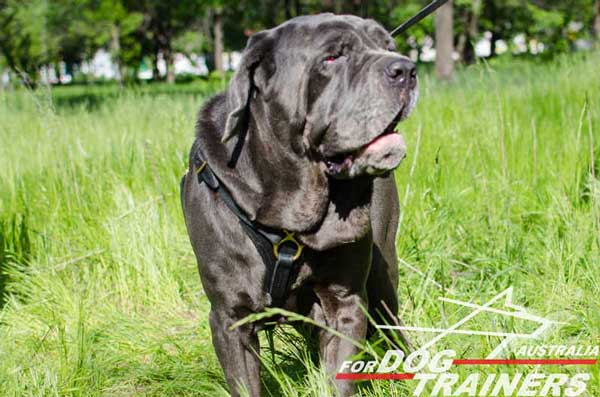 Mastino Napoletano Leather Tracking Harness Lightweight