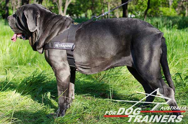 Mastino Napoletano harness nylon for training