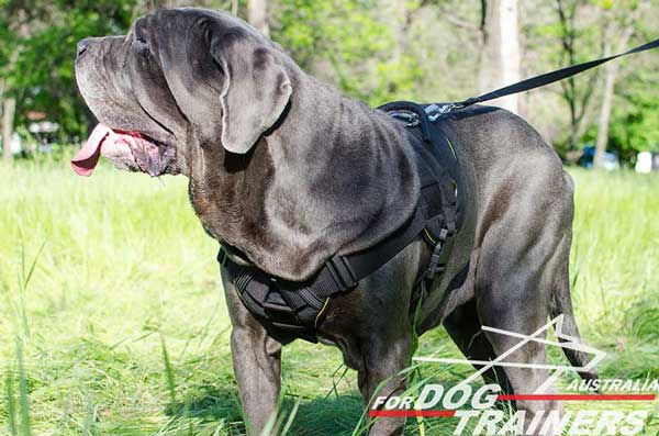 Nylon Mastino Napoletano harness with wide chest plate