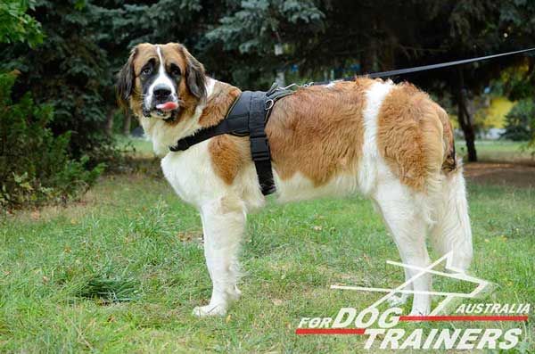 Heavy-Duty Pulling Nylon Moscow Watchdog Harness
