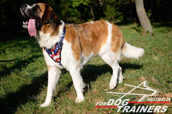 Moscow watch dog handmade harness for walking