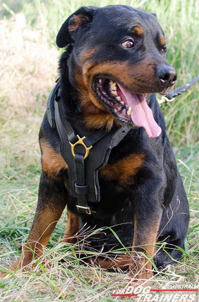 Adjustable Rottweiler Harness for Safe Walking