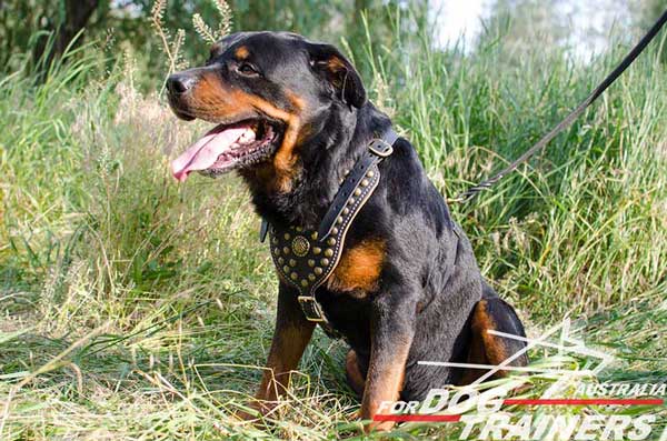 Stunning Rottweiler Harness with studs