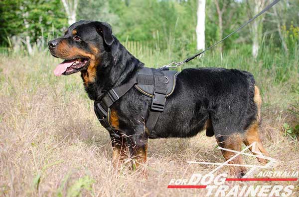 Easy wearing Rottweiler harness