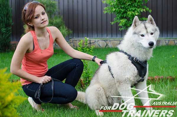 Handmade Siberian Husky Harness for Pleasant Walking