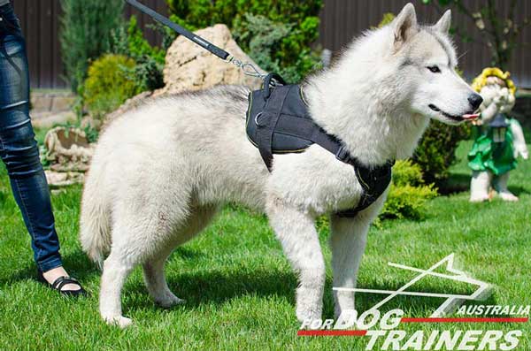 Siberian Husky harness for dog activities