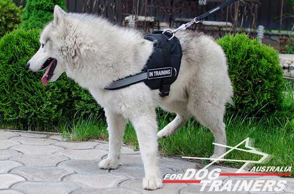 Siberian-Husky-harness